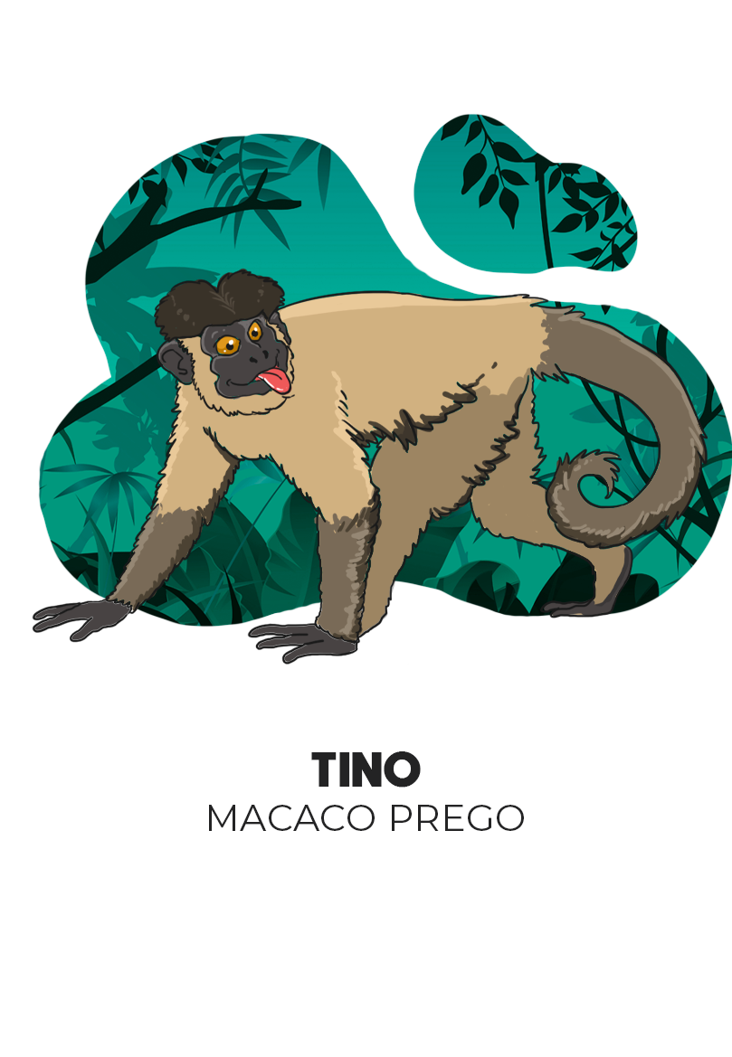 Foto de Macaco-prego