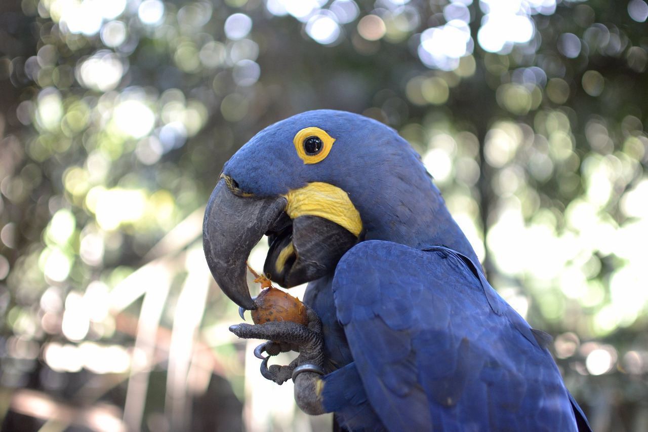 Foto de Arara-Azul