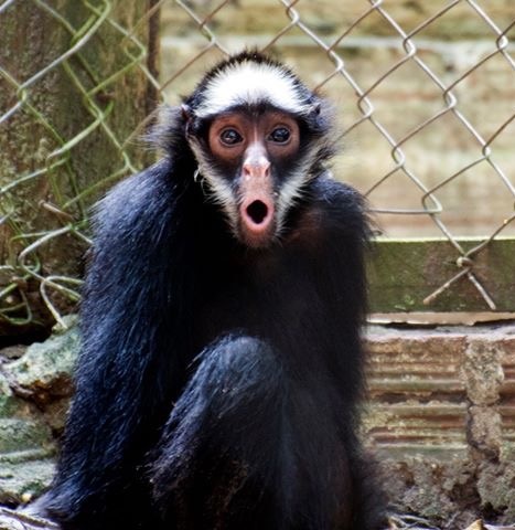 Foto de Macaco-aranha