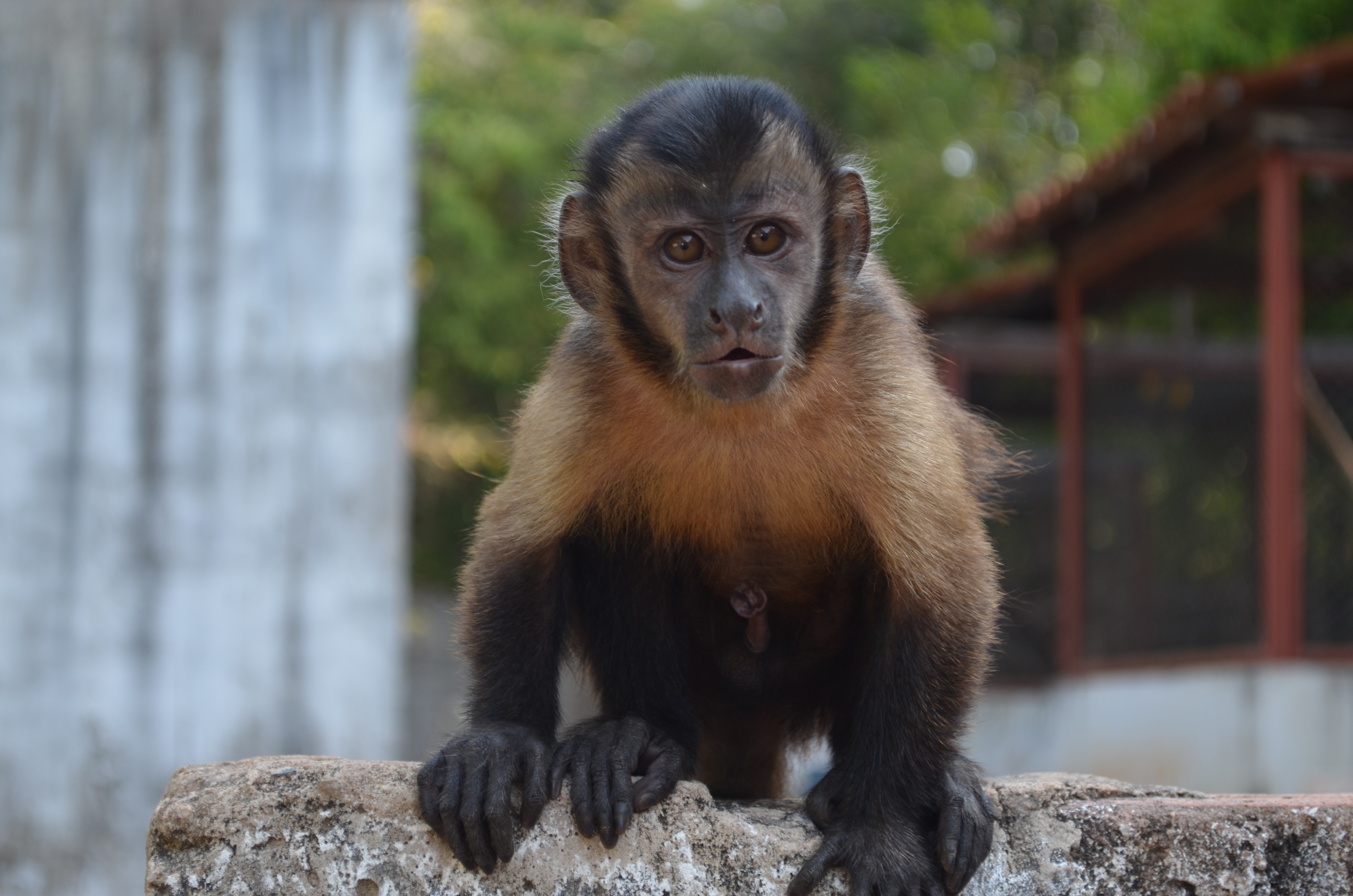 Foto de Macaco-prego